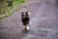a brown and white dog running down a dirt road