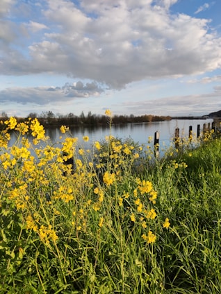 A cozy lot near a calm river, with wildflowers blooming along the edges.