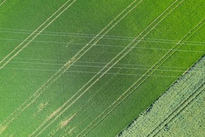 An aerial view of a lush green agricultural field with visible parallel lines indicating planted rows. The uniformity of the lines and the vibrant shades of green suggest well-maintained crops.