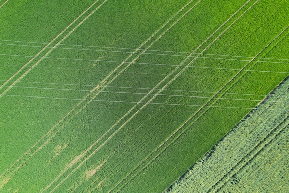 An aerial view of a lush green agricultural field with visible parallel lines indicating planted rows. The uniformity of the lines and the vibrant shades of green suggest well-maintained crops.