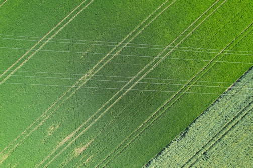 An aerial view of a lush green agricultural field with visible parallel lines indicating planted rows. The uniformity of the lines and the vibrant shades of green suggest well-maintained crops.