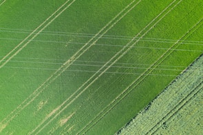 An aerial view of a lush green agricultural field with visible parallel lines indicating planted rows. The uniformity of the lines and the vibrant shades of green suggest well-maintained crops.