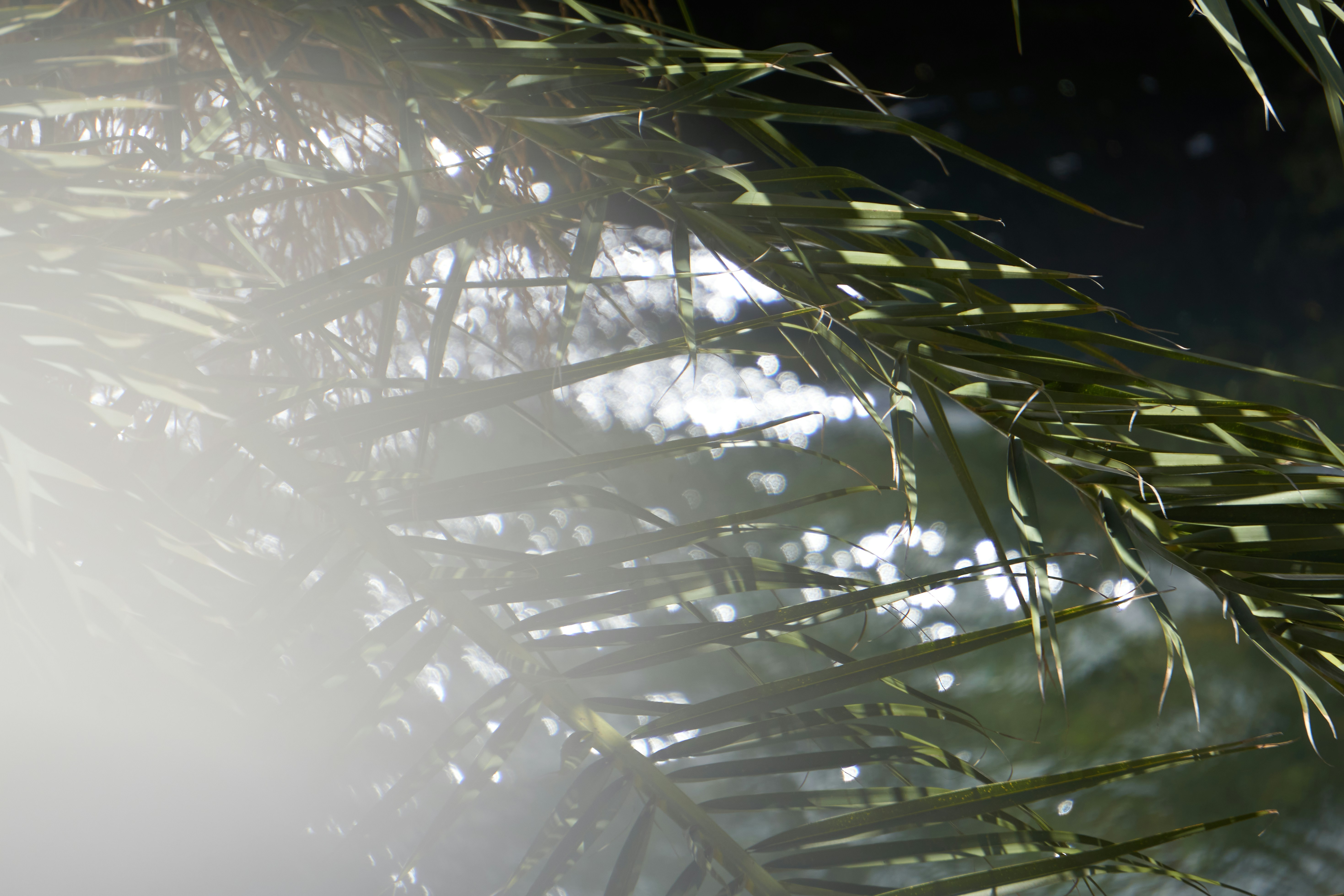 a close up of a palm tree leaves