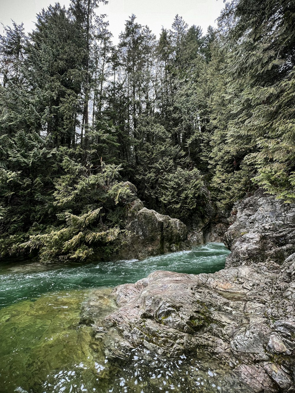 a river running through a lush green forest