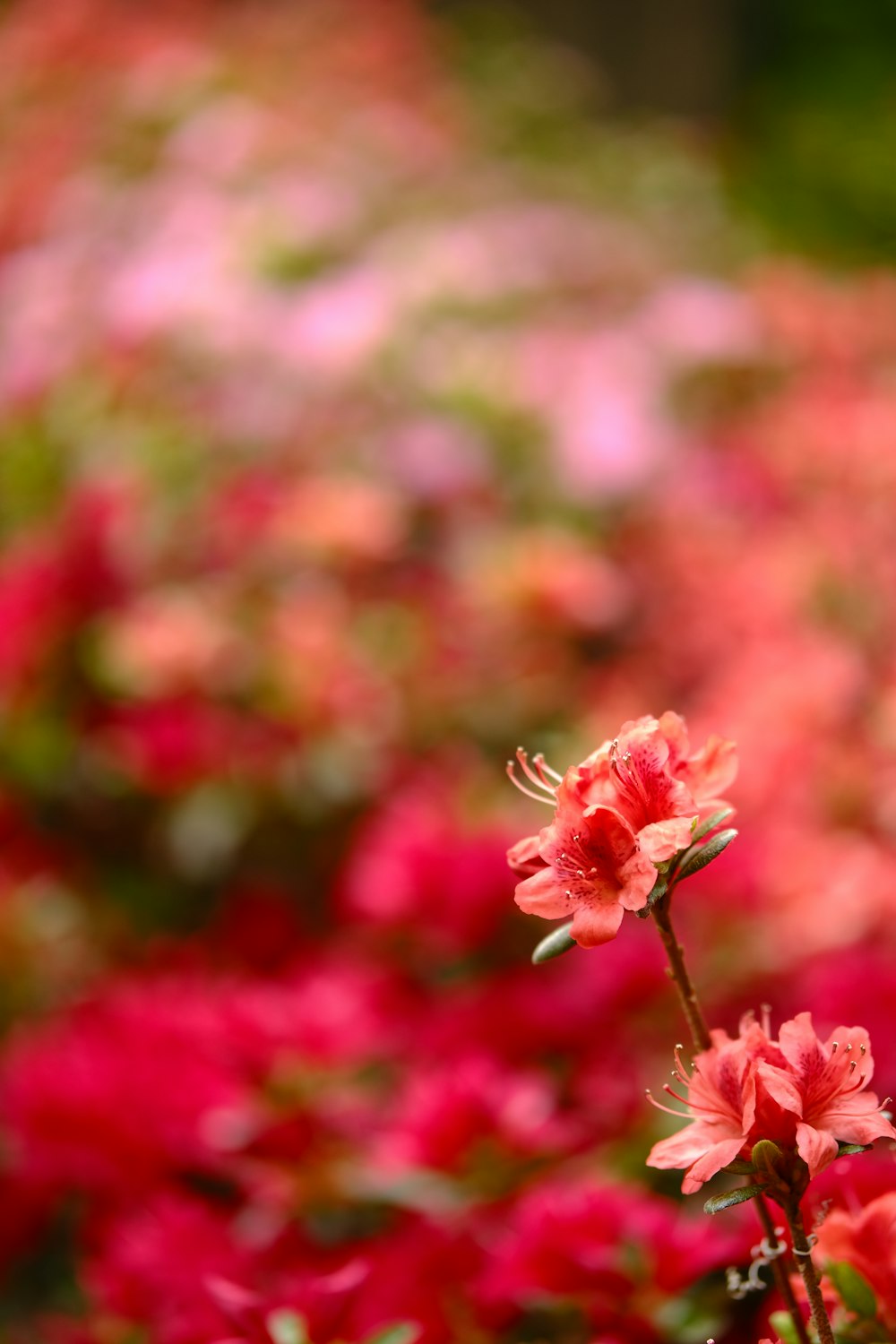 a bunch of flowers that are in a field