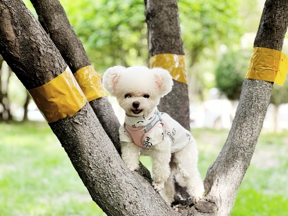 a small white dog standing on top of a tree