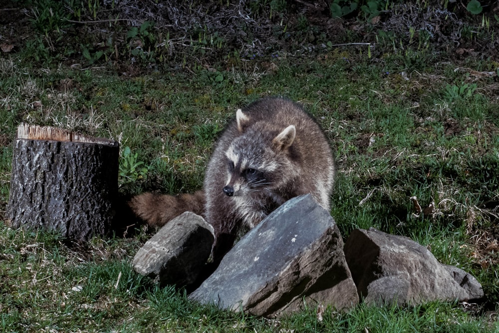 a raccoon sitting on top of a pile of rocks
