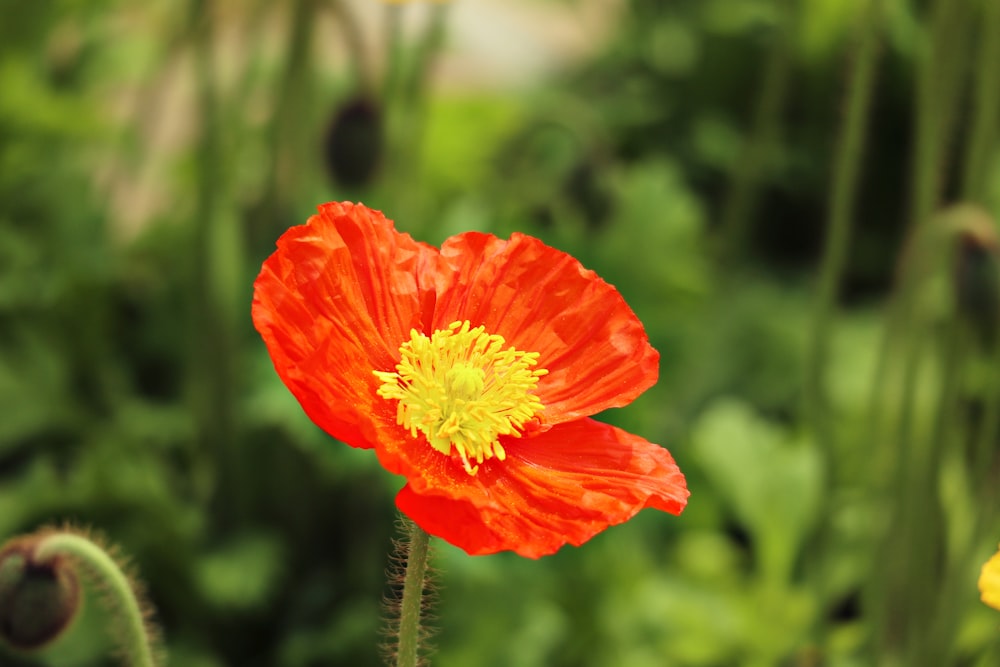 a red flower with a yellow center in a field