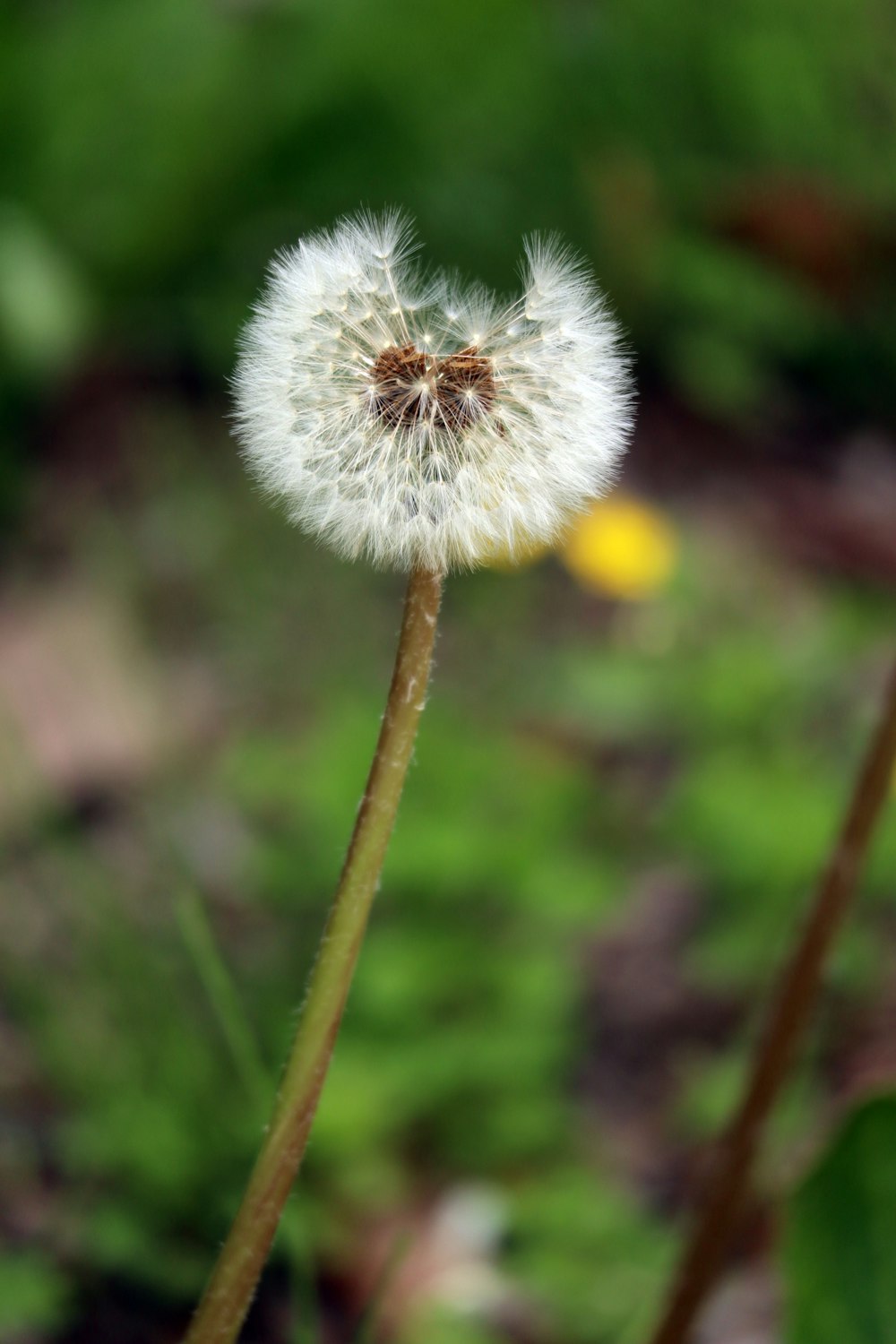 a dandelion flower with a blurry background