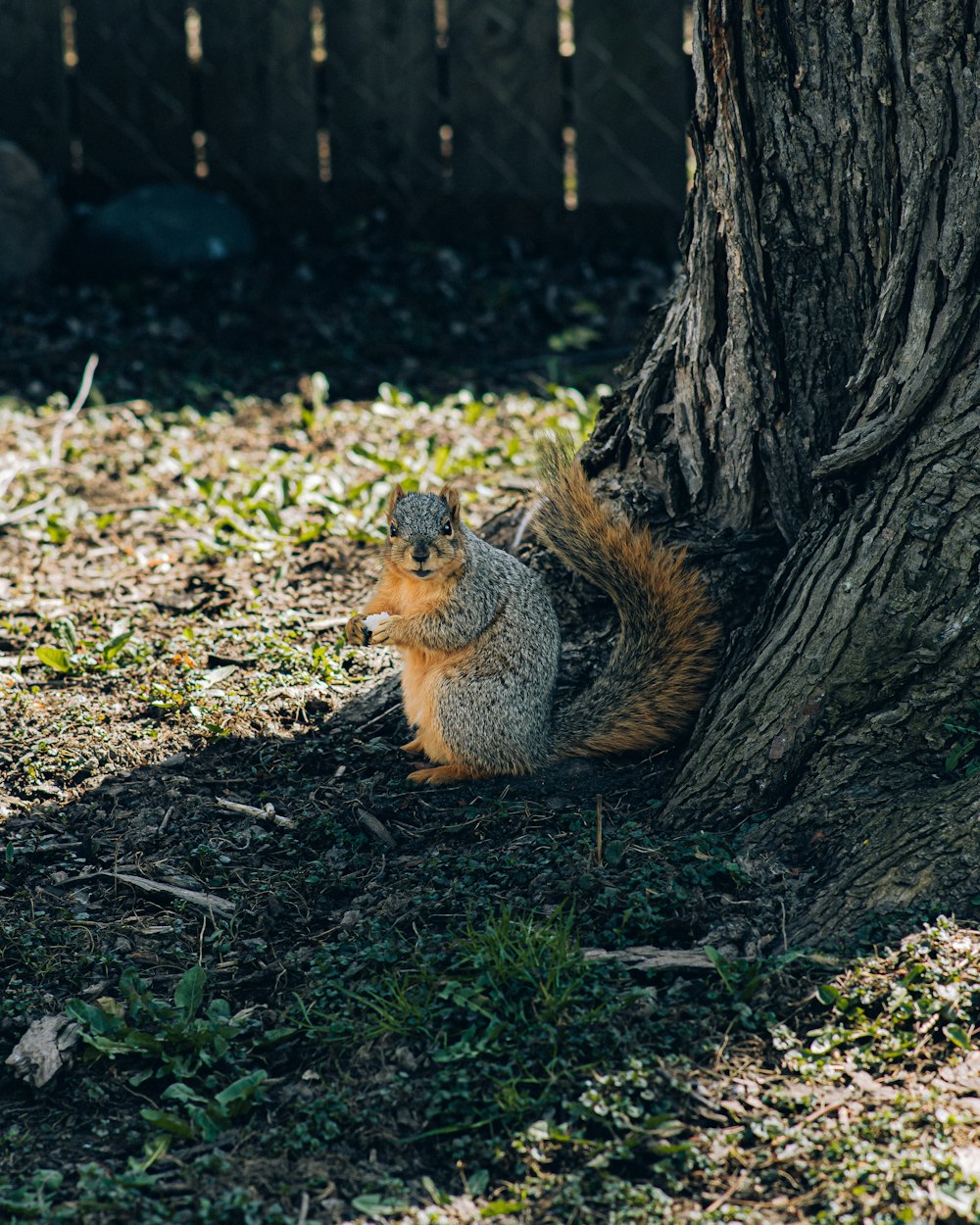 a squirrel sitting under a tree in the shade