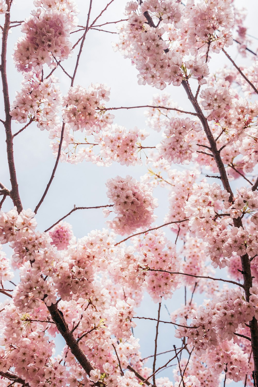 pink flowers are blooming on the branches of a tree