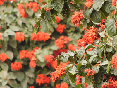 Palash Dhak Flame of Forest Holi Color Lac India — PlantCare