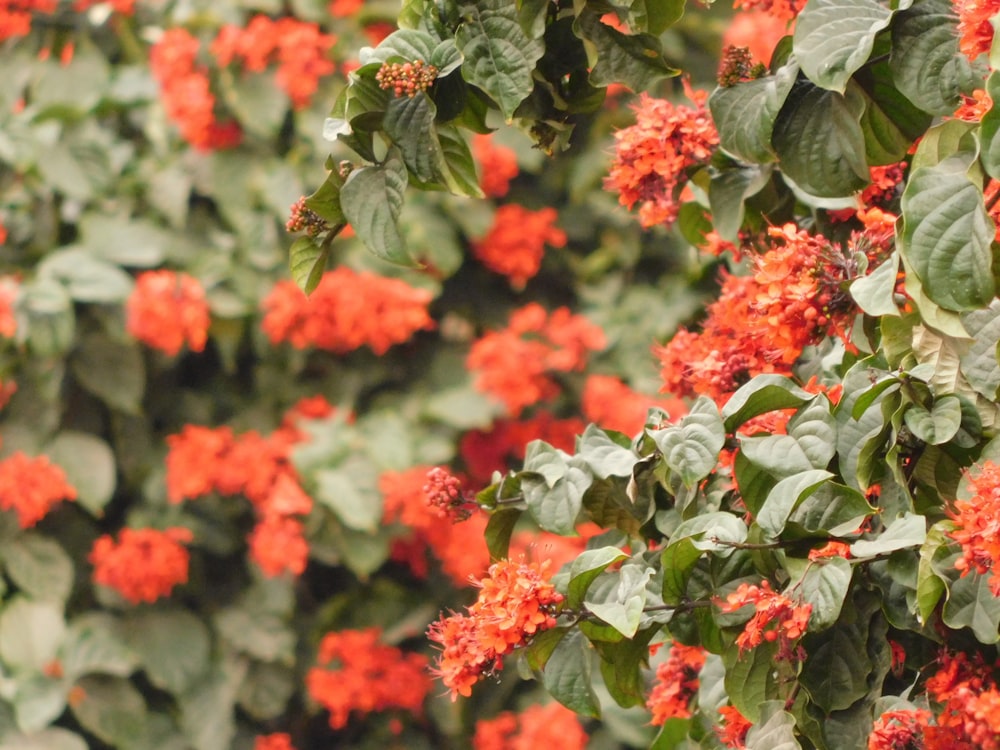 a bunch of flowers that are growing on a wall