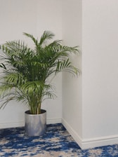 A potted green plant with long, slender leaves placed in a modern, metallic container. It sits on a plush, blue and beige patterned carpet against a plain white wall, creating a simple and elegant interior setting.
