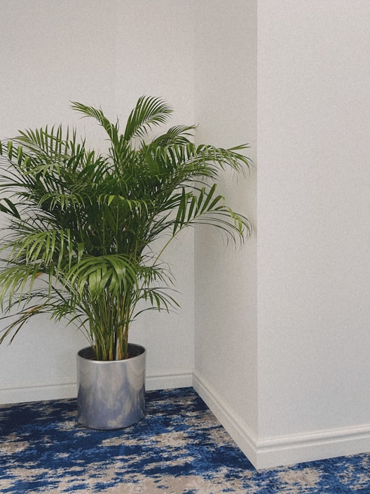 A potted green plant with long, slender leaves placed in a modern, metallic container. It sits on a plush, blue and beige patterned carpet against a plain white wall, creating a simple and elegant interior setting.