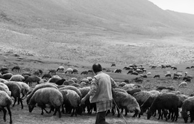 A shepherd walks among a large flock of sheep grazing on a grassy hillside. The terrain is expansive, with rolling hills and a rocky, mountainous background. The scene conveys a sense of solitude and natural beauty.