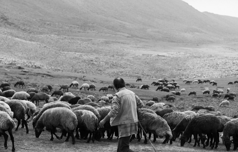 a black and white photo of a man herding sheep