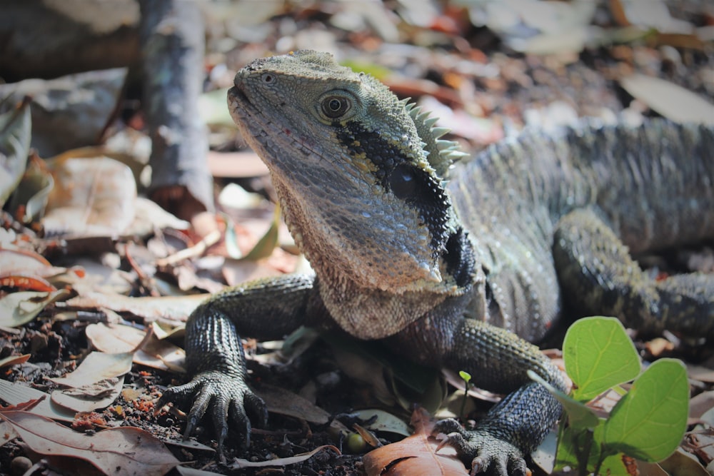 a close up of a lizard on the ground