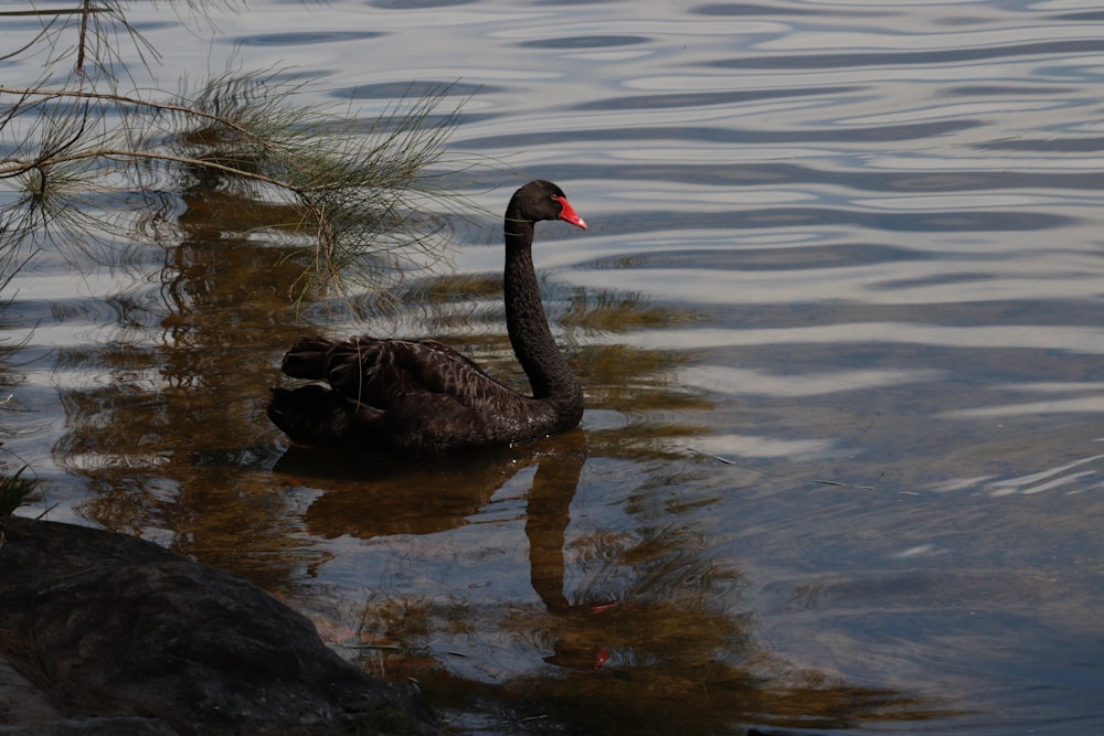 a black swan floating on top of a body of water
