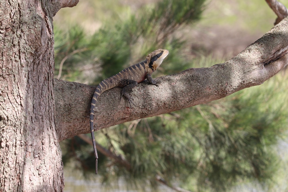 Un lagarto está sentado en la rama de un árbol