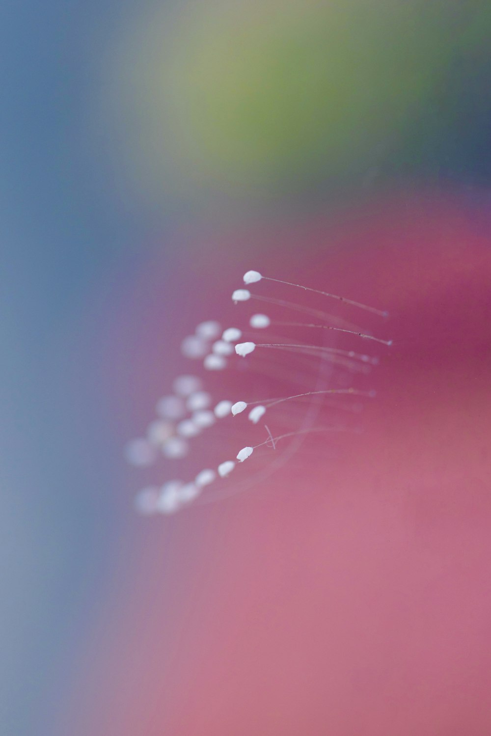 a close up of a flower with a blurry background