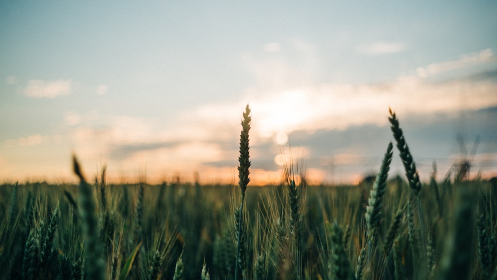 a field of grass with the sun setting in the background