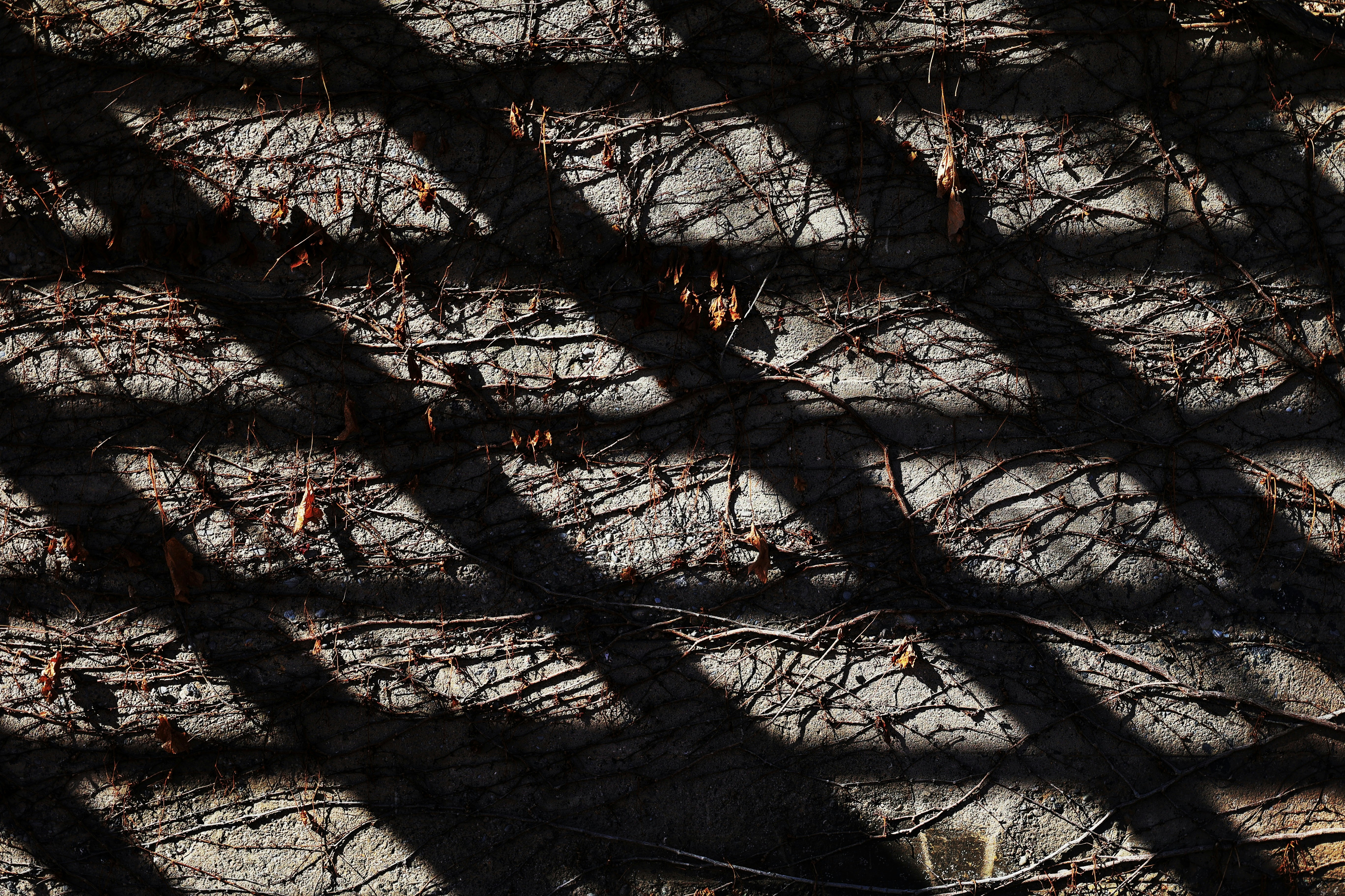 Photo by joshua_hoehne