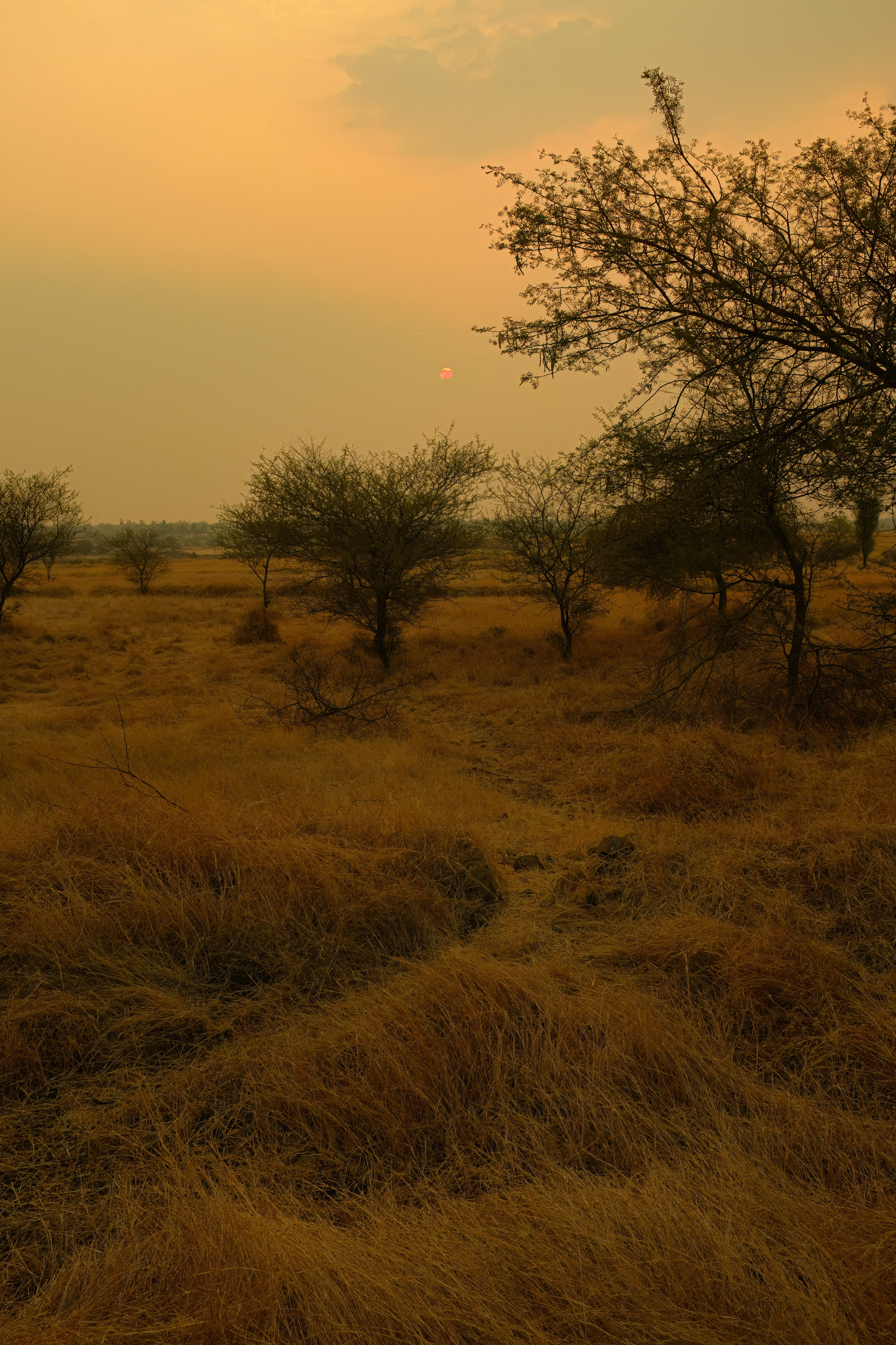 the sun is setting over a field of trees