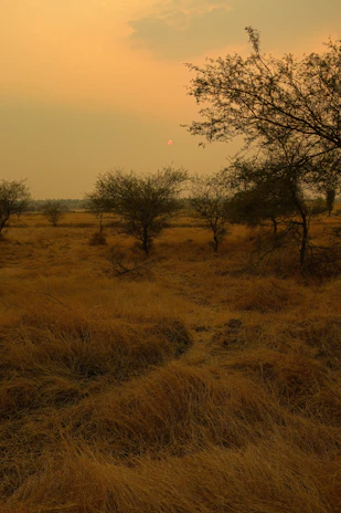 Expansive savanna landscape dotted with thriving shea trees under a warm sky.