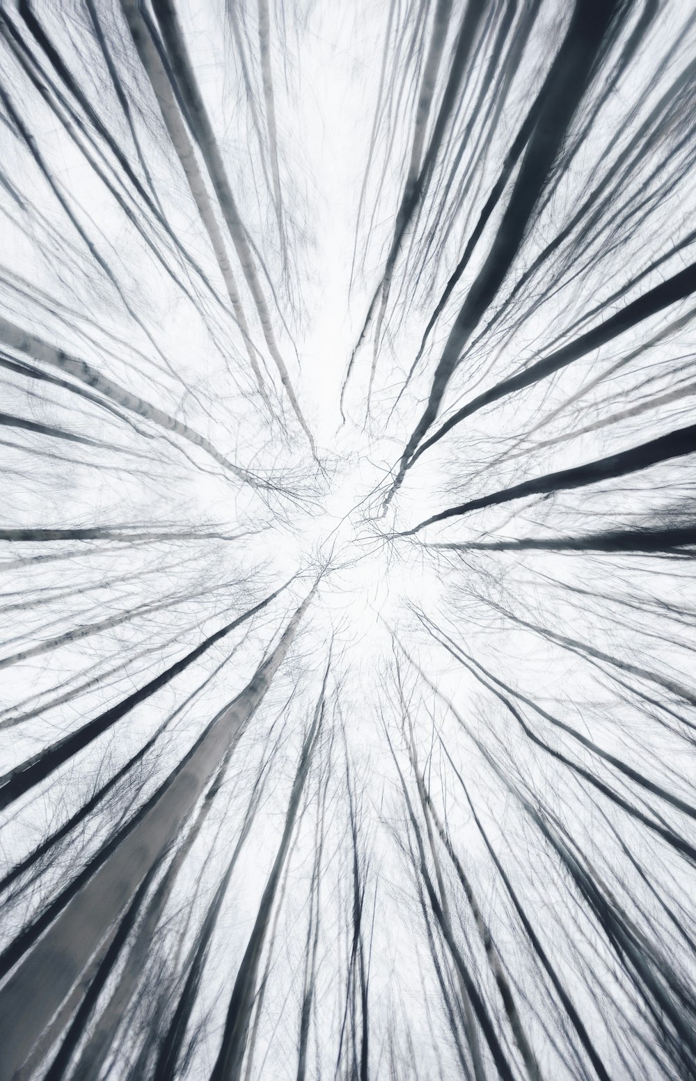 a black and white photo of trees in the sky