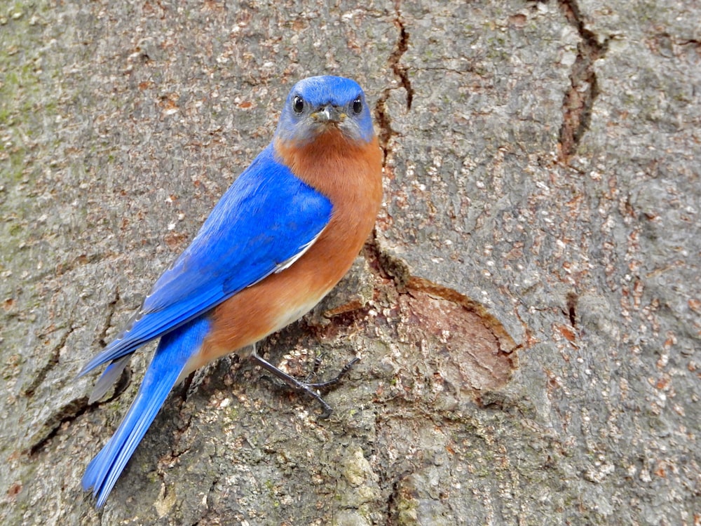 a blue and orange bird sitting on a tree trunk