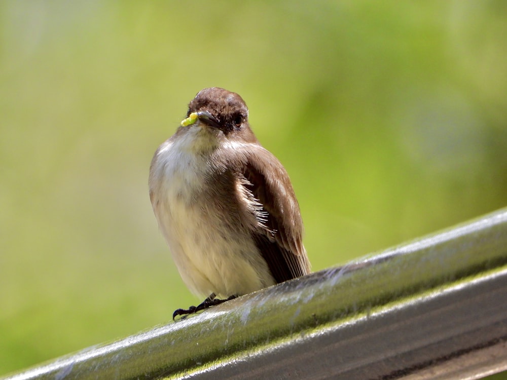 a brown and white bird sitting on top of a metal rail