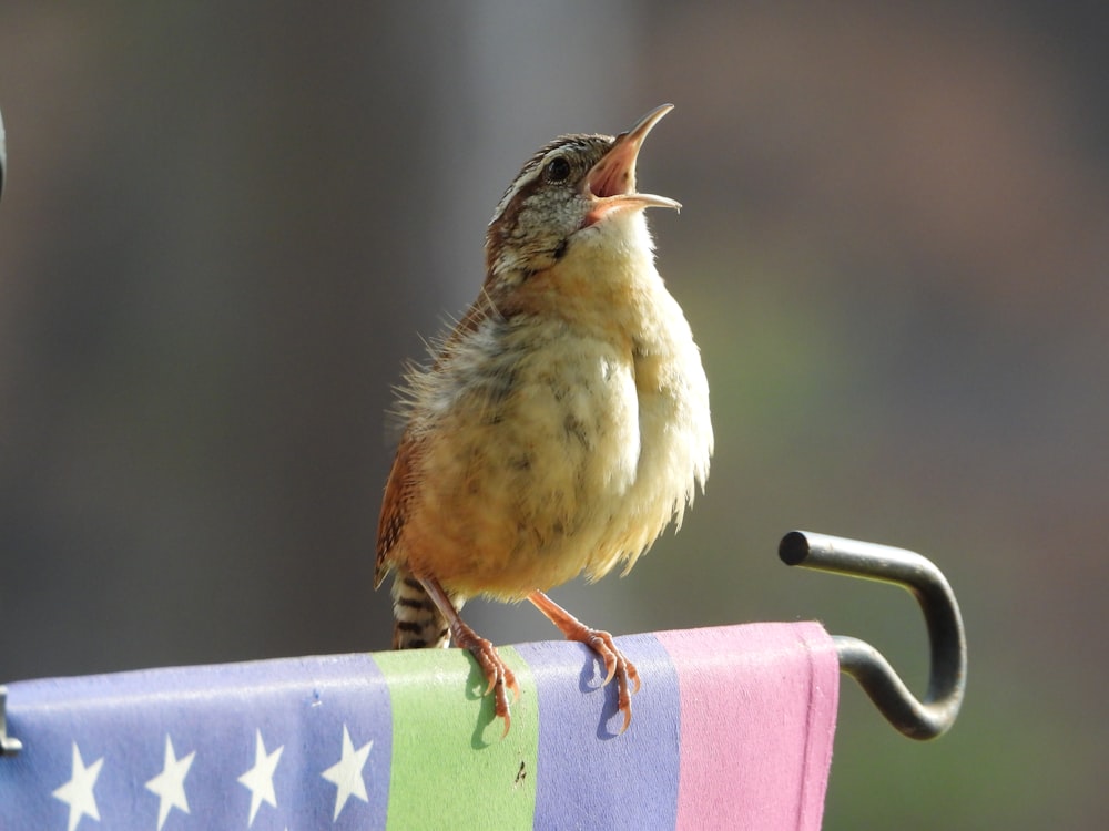 a small bird sitting on top of a colorful bench