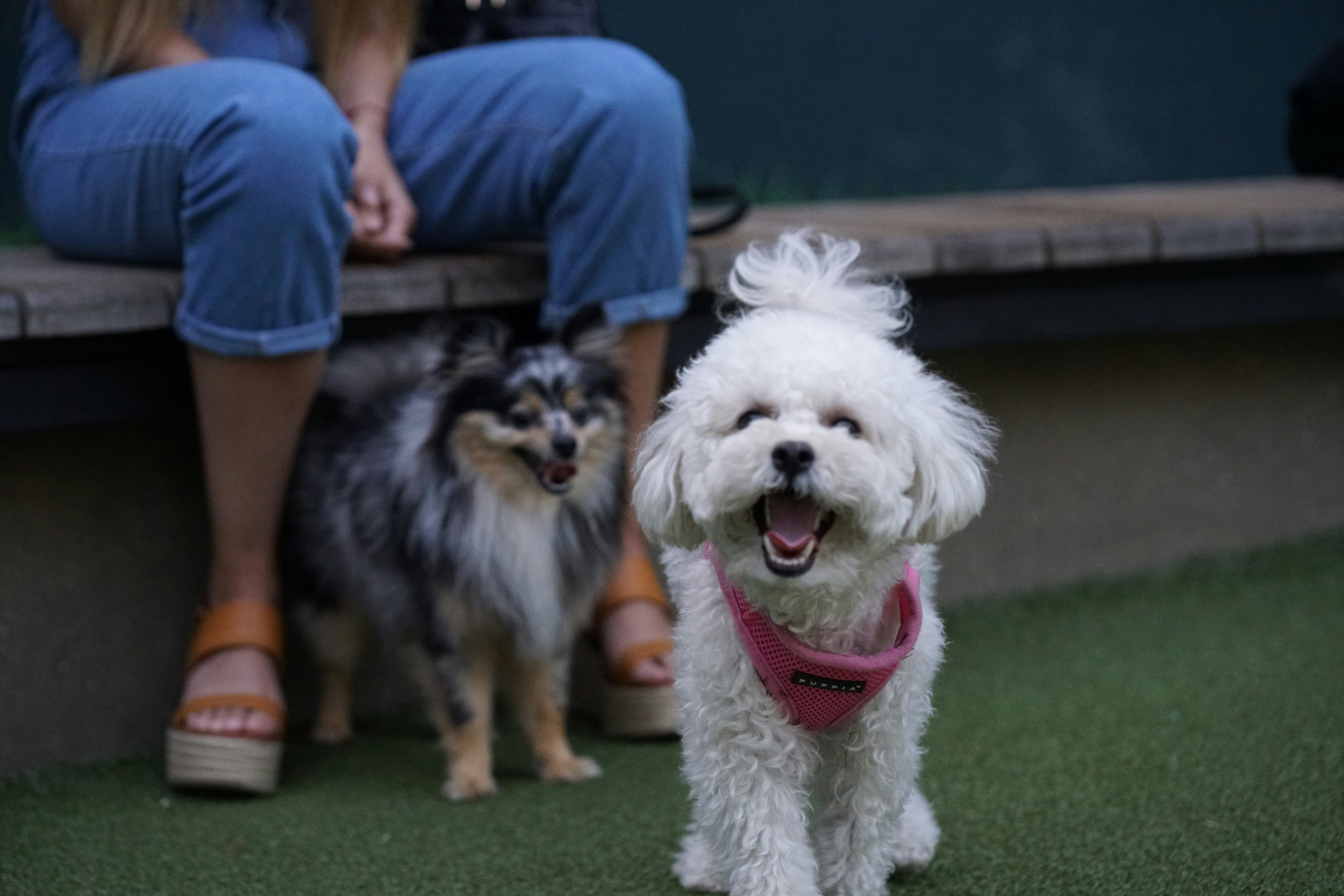 Parque canino las lastras