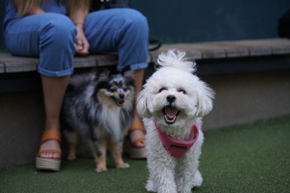 a small white dog standing next to a woman on a bench