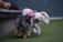 Two small dogs playfully interacting on a patch of green artificial turf. One dog is a fluffy white poodle wearing a pink harness, while the other is a small, fluffy dog with a mix of black, grey, and brown fur. They appear to be barking or play-fighting with open mouths. In the background, part of a person's sandaled foot and a black and red backpack are visible on a bench.