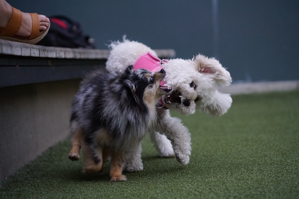 Un par de perros pequeños jugando entre sí