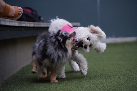 Two small dogs playfully interacting on a patch of green artificial turf. One dog is a fluffy white poodle wearing a pink harness, while the other is a small, fluffy dog with a mix of black, grey, and brown fur. They appear to be barking or play-fighting with open mouths. In the background, part of a person's sandaled foot and a black and red backpack are visible on a bench.