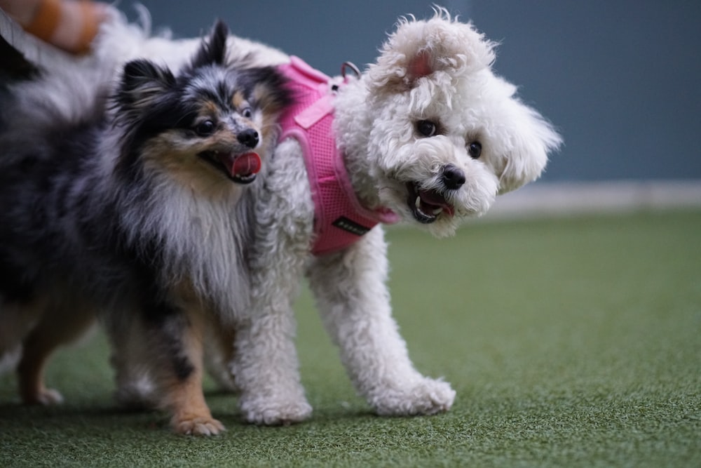 um casal de cães pequenos de pé um ao lado do outro