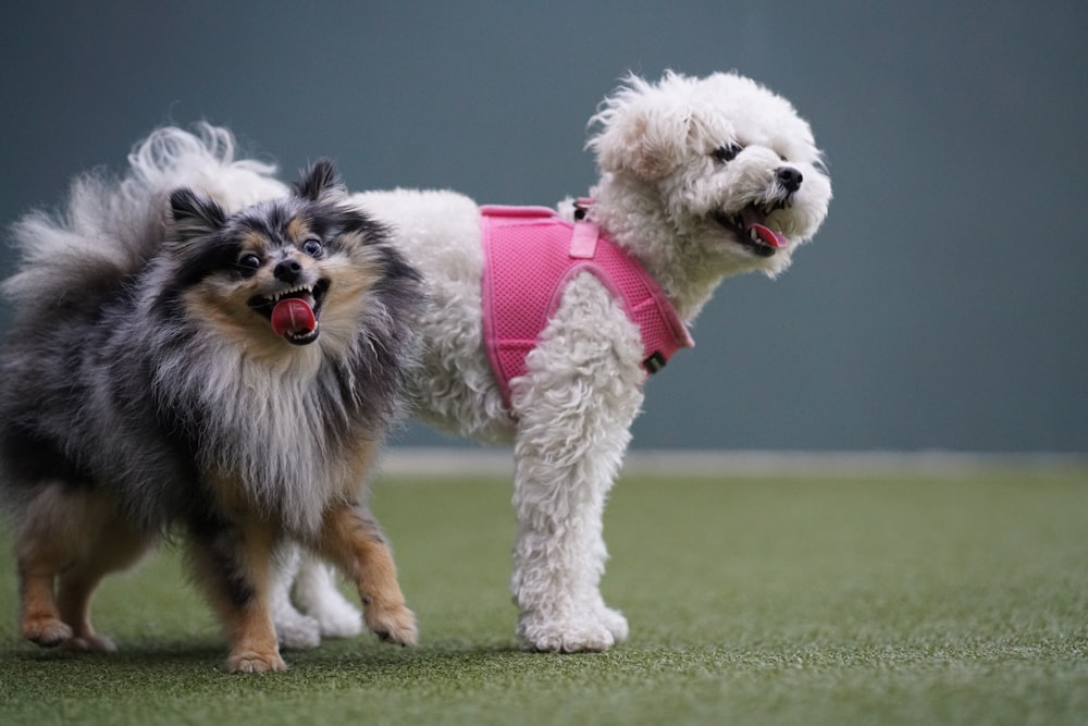 two small dogs standing next to each other on a field