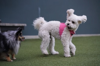 Two small dogs socializing and playing together under the watchful eye of a caring staff member.