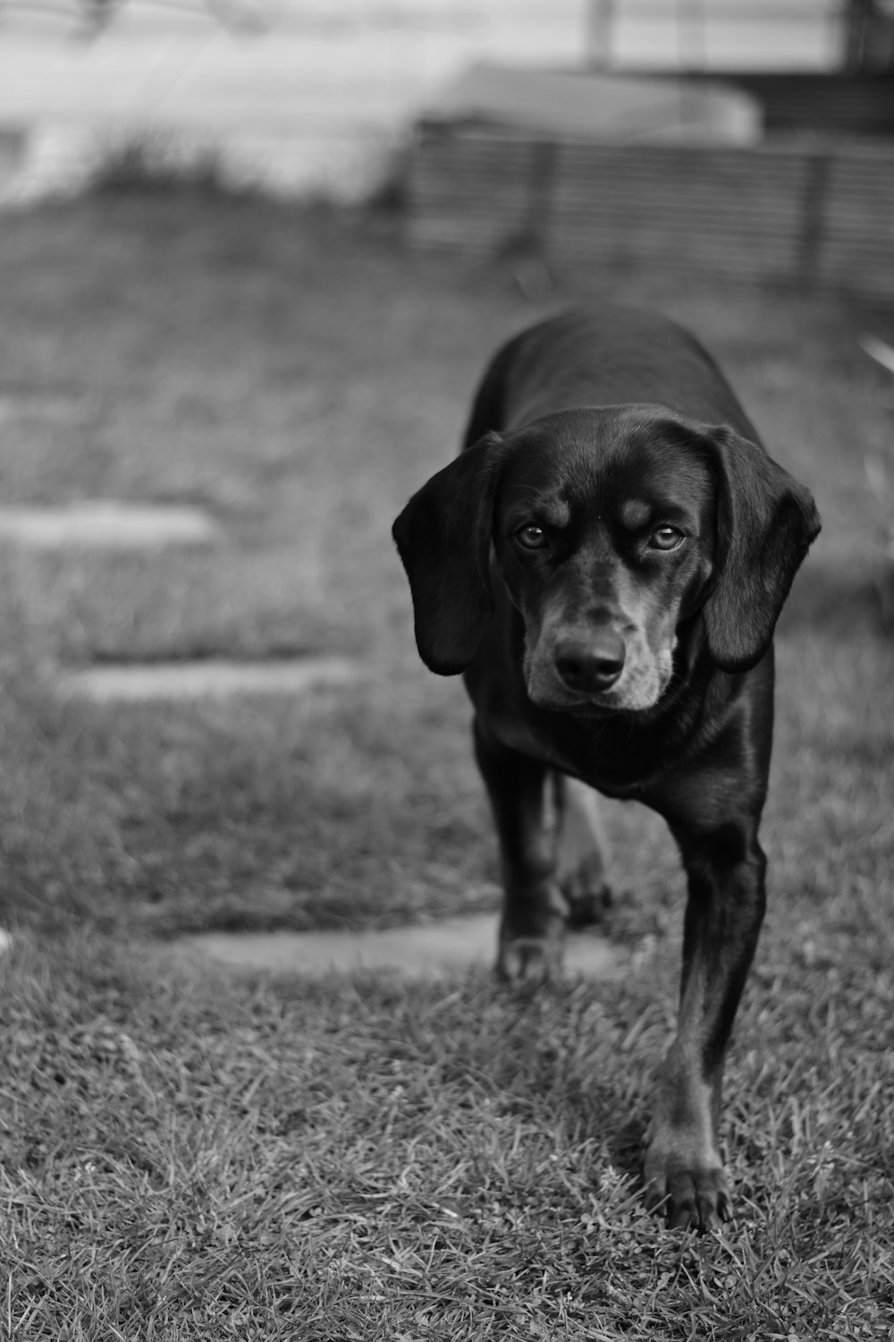 a black and white photo of a dog on the grass