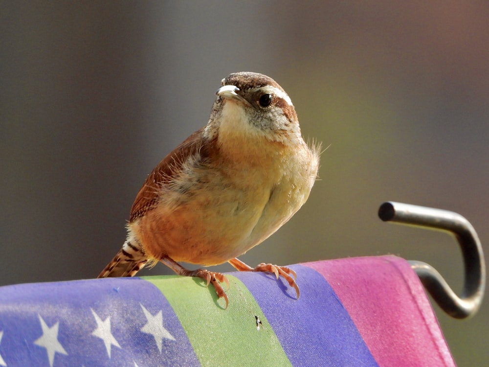 a small bird perched on top of a rainbow colored bench