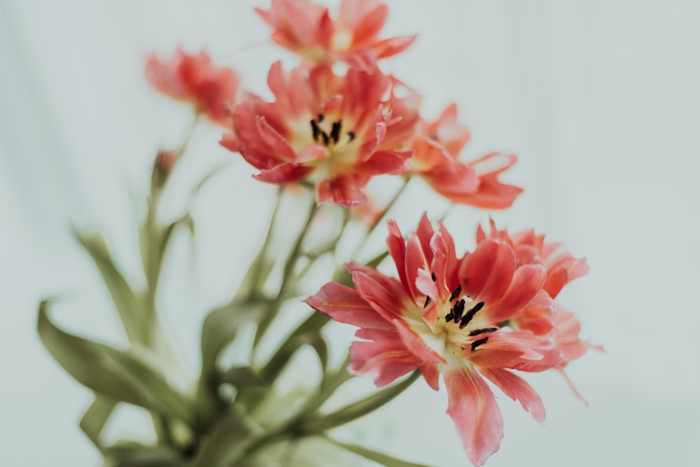 a vase filled with pink flowers on top of a table