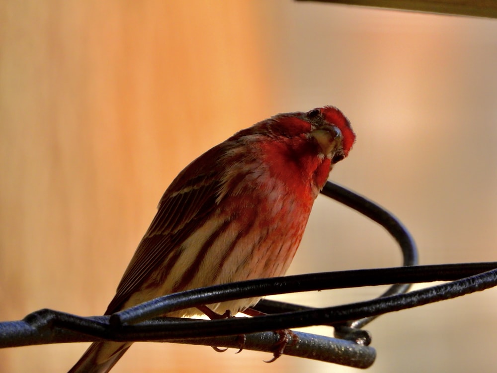 a red bird sitting on top of a wire