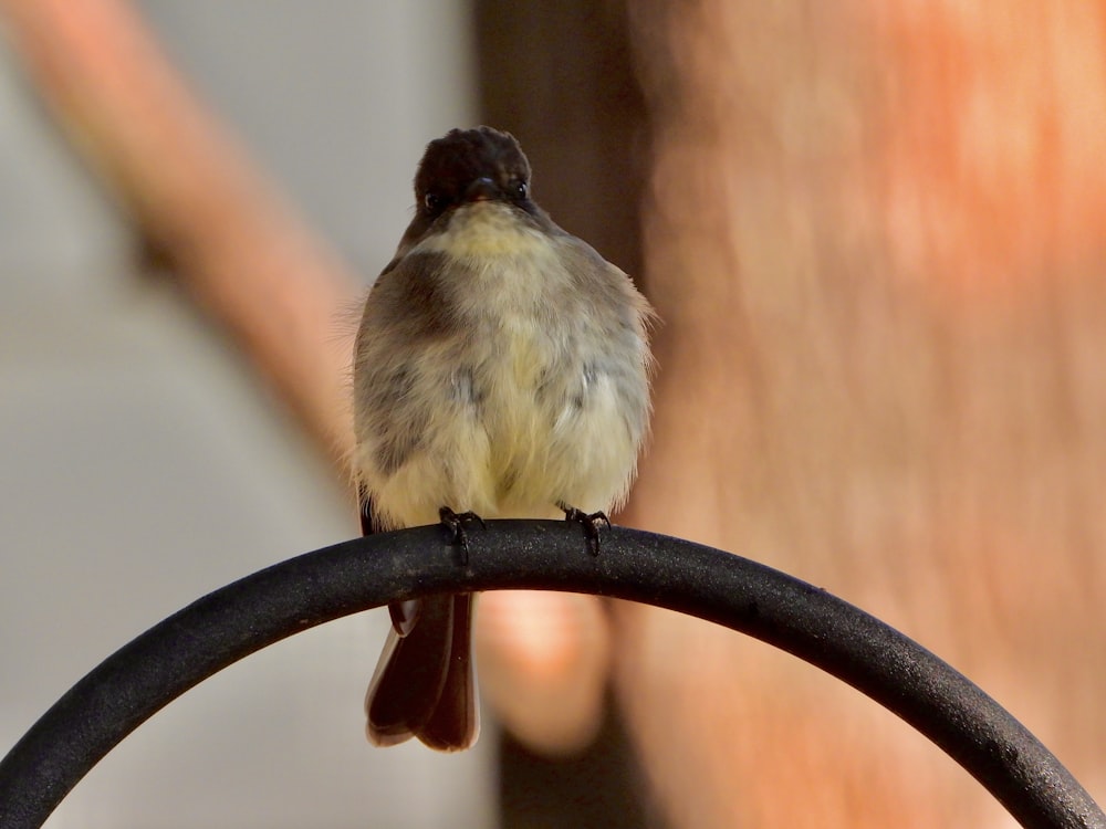 a small bird sitting on top of a metal pole