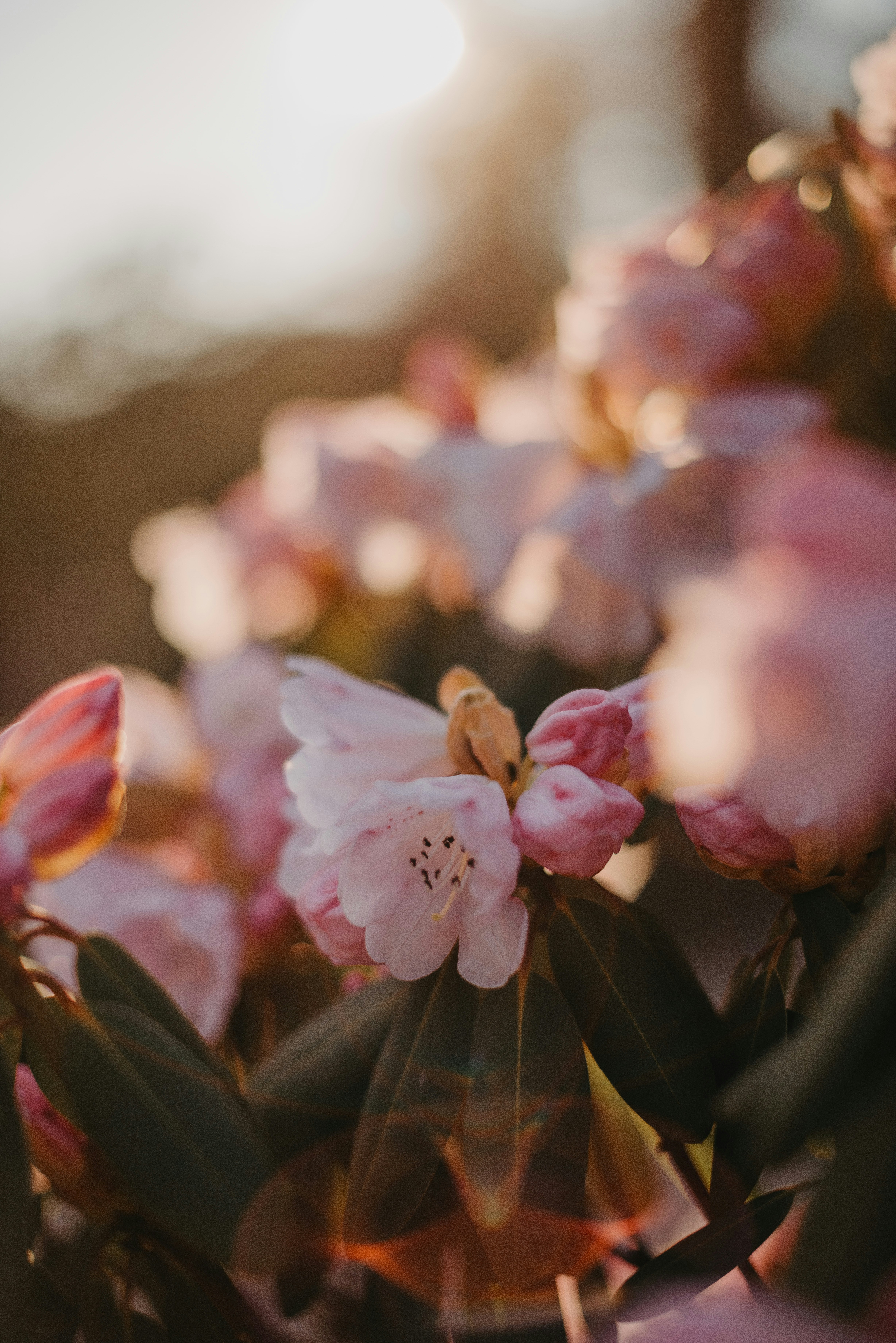 a bunch of pink flowers that are blooming