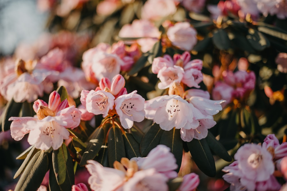 a bunch of pink flowers that are blooming