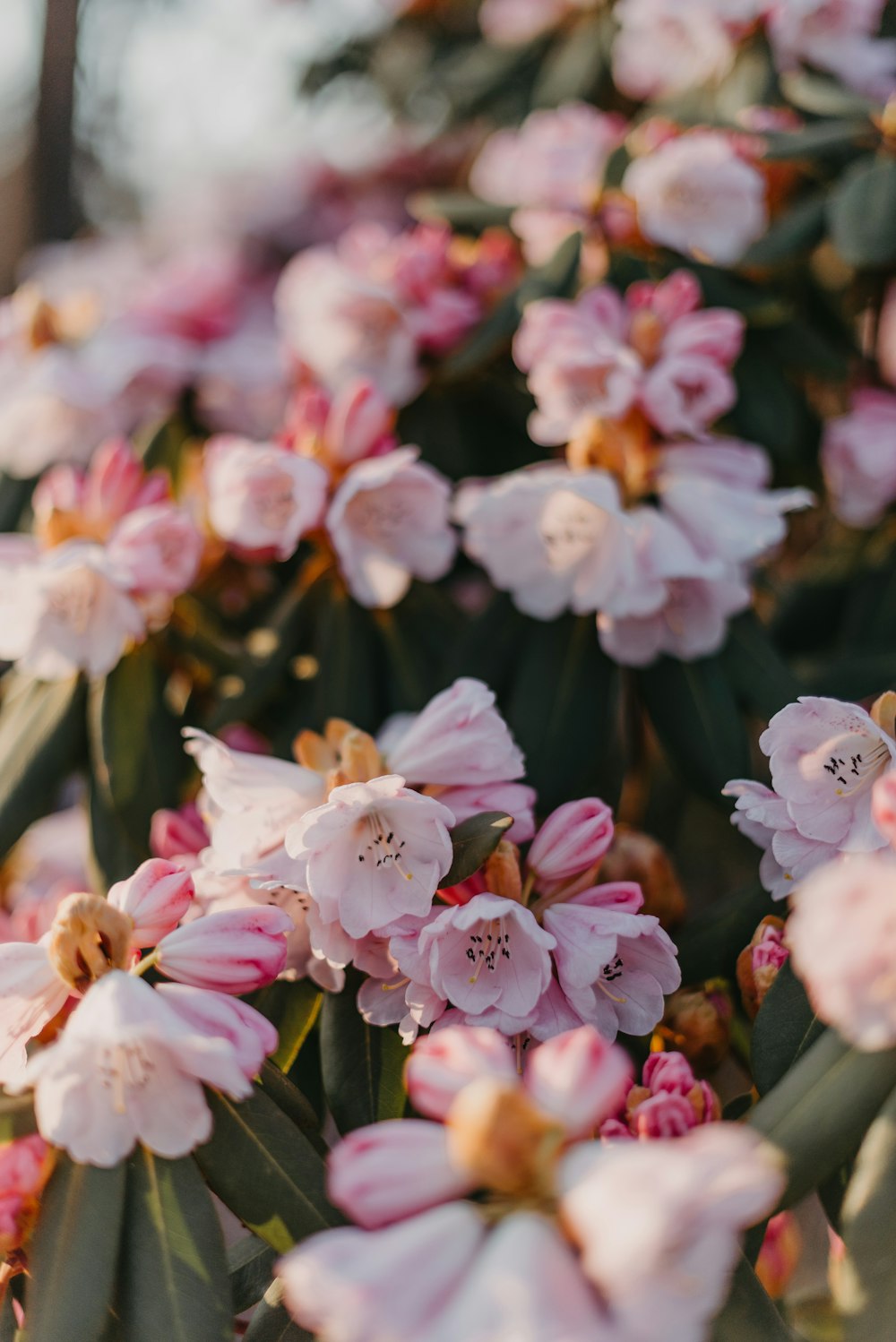 a bunch of pink flowers that are blooming