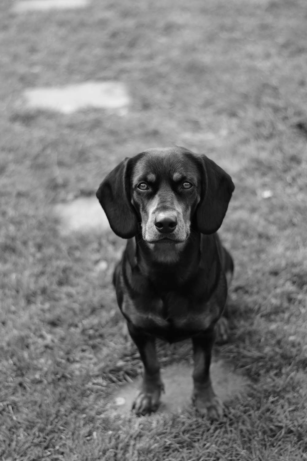 a black and white photo of a dog sitting in the grass